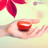 Red Coral ( Moonga )